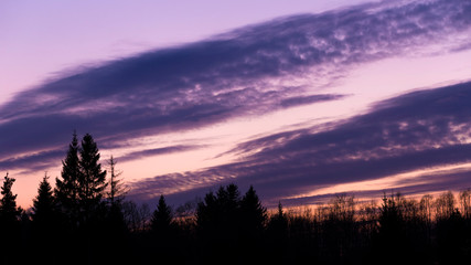 Obraz premium Silhouette of the forest against the night sky