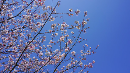 青空と咲き乱れる桜