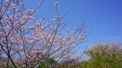 青空と咲き乱れる桜