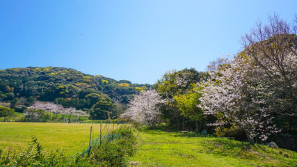 福岡、志賀島の公園に咲き乱れる桜