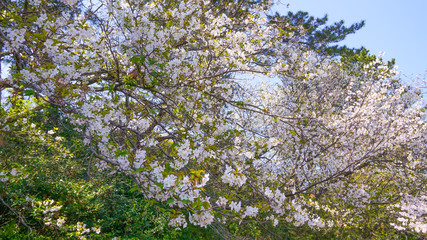福岡、志賀島の公園に咲き乱れる桜