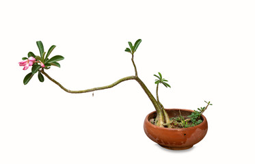 green plant in flowerpot on white background.