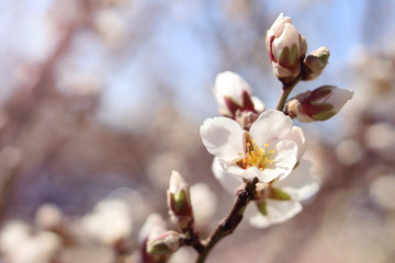 Flowering tree branch, apricot blossom, cherries, apple trees in spring