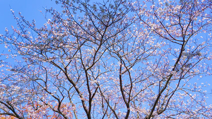 Fototapeta na wymiar 青空と咲き乱れる桜