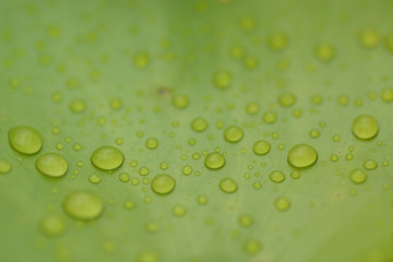 rain drops on green leaf lotus closeup background