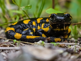 Feuersalamander