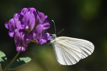 Beautiful white butterfly on purple flower. The Wood White butterfly, Leptidea sinapis