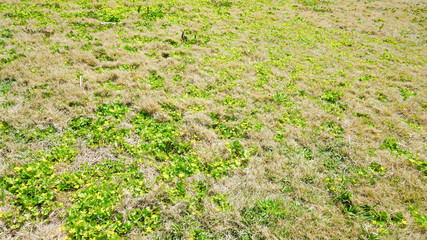 海岸の砂浜に咲く小さな花