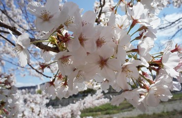 さくら