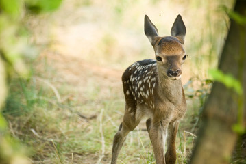 Portrait d'un petits daim au milieu d'une foret en Europe durant l'été.