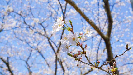 咲き乱れる桜