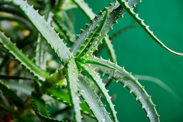 Aloe vera is a popular medicinal plant for health and beauty