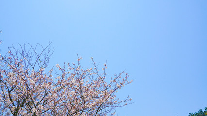 青空と咲き乱れる桜