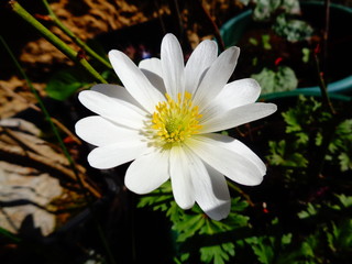 white flower anemone
