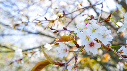 Obraz premium 咲き乱れる桜