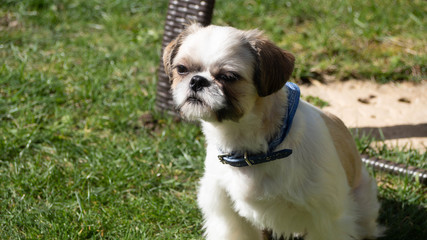 Tres beau et adorable Shihtszu qui coure dans le jardin et fait le fou.