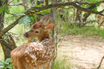 Portrait de petits daims au milieu d'une foret en Europe durant l'été.
