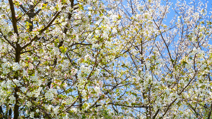 咲き乱れる桜