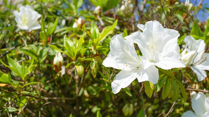 公園に咲く白い花
