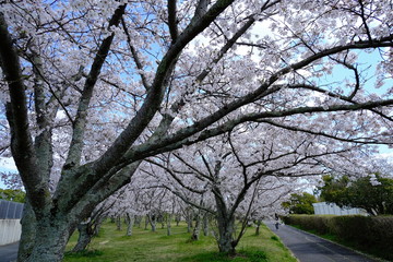 桜～運動公園～