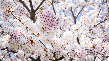 Obraz premium 咲き乱れる桜