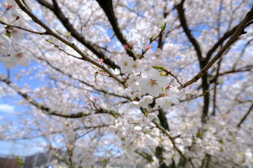 桜～運動公園～
