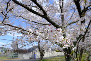 桜～運動公園～