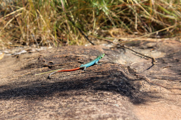 lézard