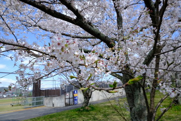 桜～運動公園～