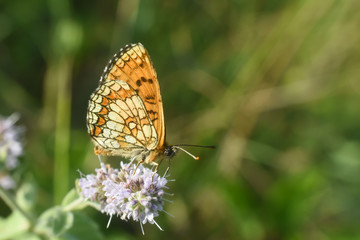 The heath fritillary (Melitaea athalia) on wild flower. Fritillary butterfly in nature