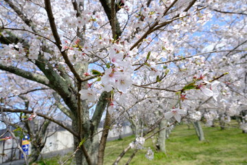 桜～運動公園～