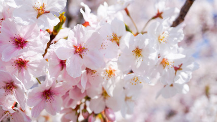 咲き乱れる桜