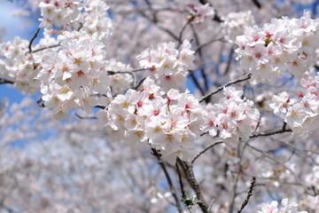 桜～運動公園～