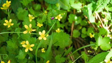 道端に咲く小さな黄色い花