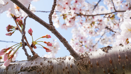 咲き乱れる桜