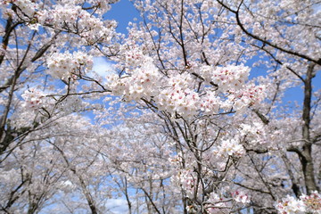 桜～運動公園～