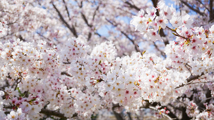 咲き乱れる桜