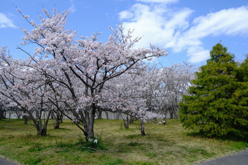 桜～運動公園～