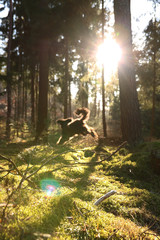 Waldspaziergang, Wald, Hund, Sonnenlicht, Untergehende Sonne, Bäume, Grün, Waldspielen, Forst,...