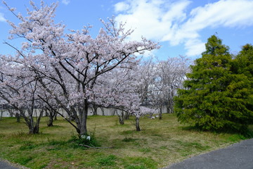 桜～運動公園～