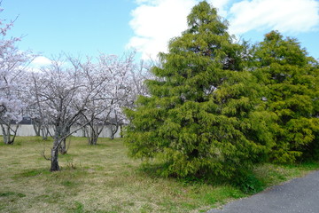 桜～運動公園～