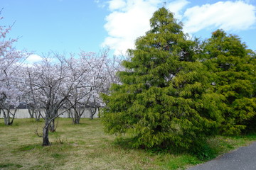 桜～運動公園～