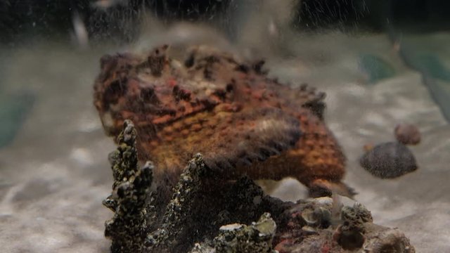 Poisonous stonefish perfectly camouflaged among colorful coral reefs underwater.