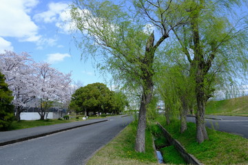 桜～運動公園～