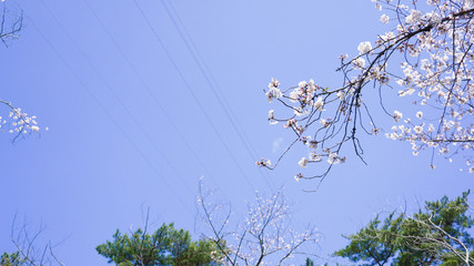 青空と咲き乱れる桜