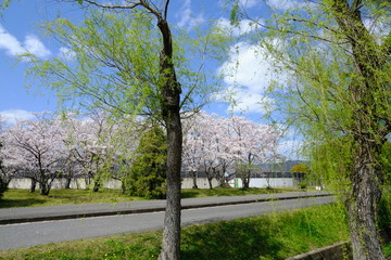 桜～運動公園～