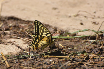 Naklejka na ściany i meble Swallowtail butterfly, Papilio machaon. Yellow swallowtail butterfly in nature