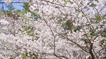公園に咲き乱れる桜