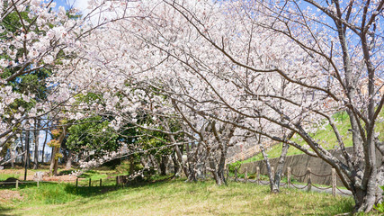 Fototapeta na wymiar 公園に咲き乱れる桜