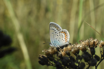 The silver-studded blue Plebejus argus. Common blue butterfly